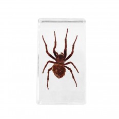 Preserved  brown spider encased in lucite