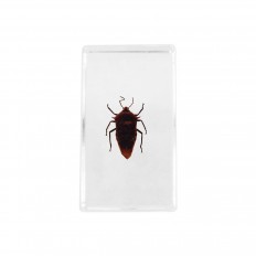 Preserved spotted beetle encased in lucite