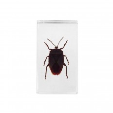 Preserved brown beetle encased in lucite
