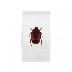 Preserved orange and black beetle encased in lucite