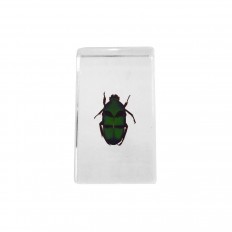 Preserved green and black beetle encased in lucite