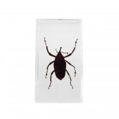 Preserved black beetle encased in lucite