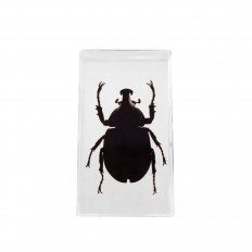 Preserved rhino beetle encased in lucite