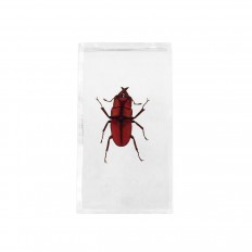 Preserved red and black beetle encased in lucite