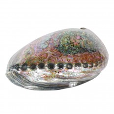 Large abalone shell